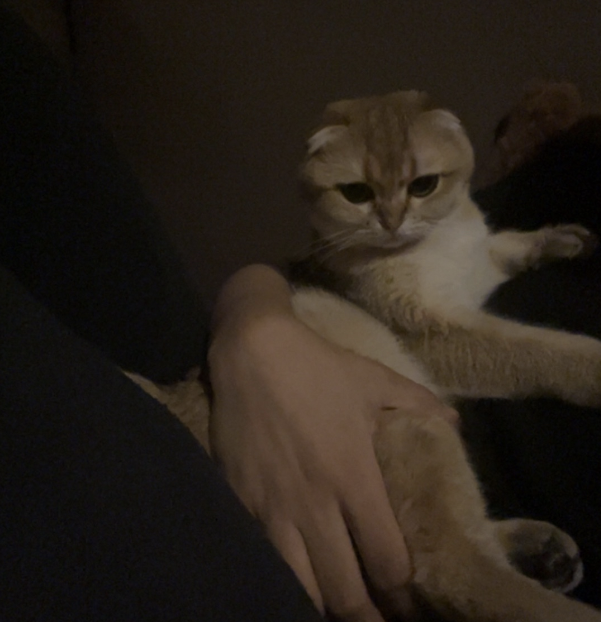 Luna the cat
