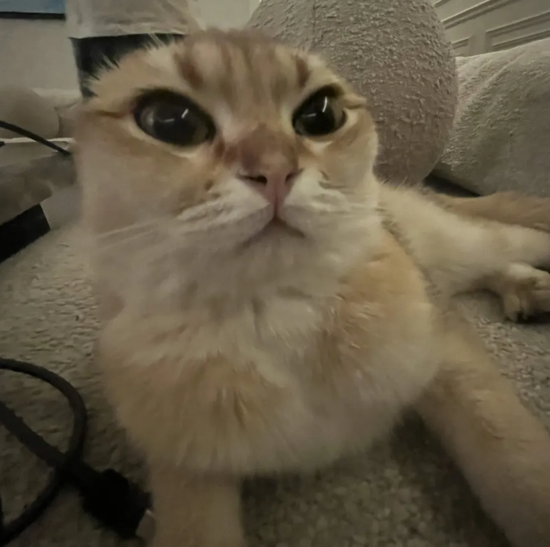 Luna the cat