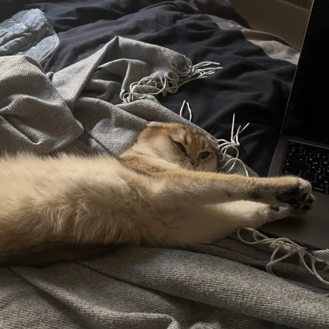 Luna the cat
