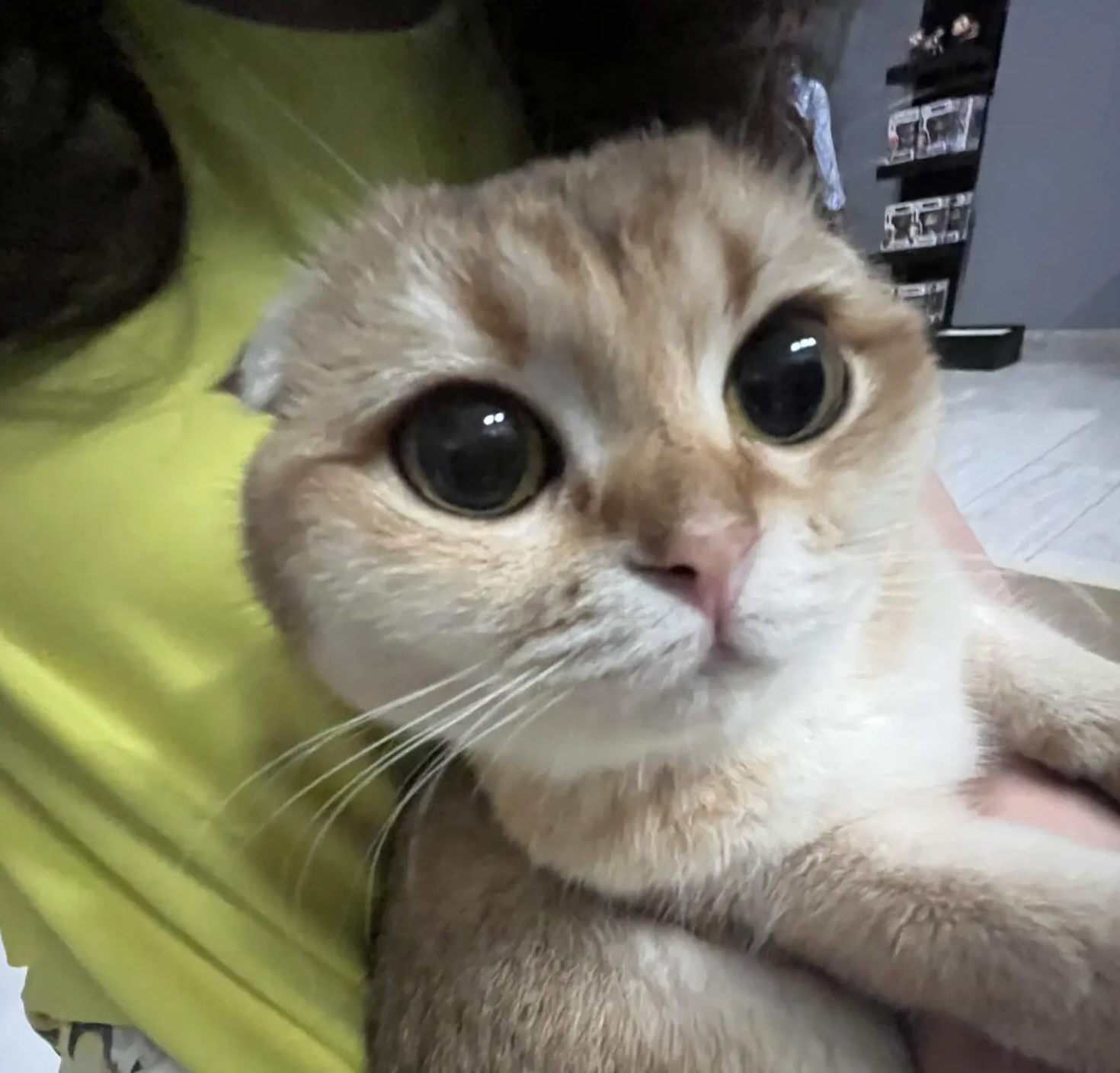 Luna the cat