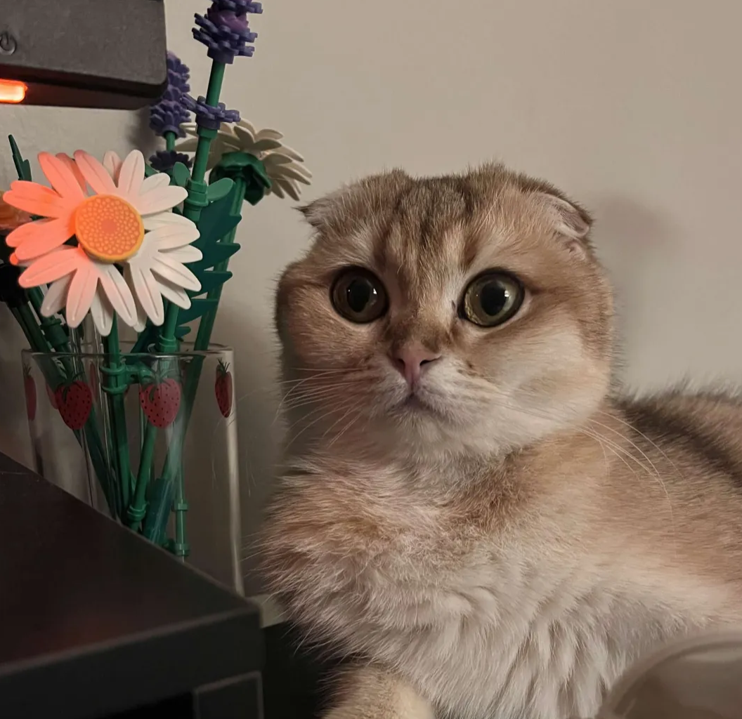 Luna the cat
