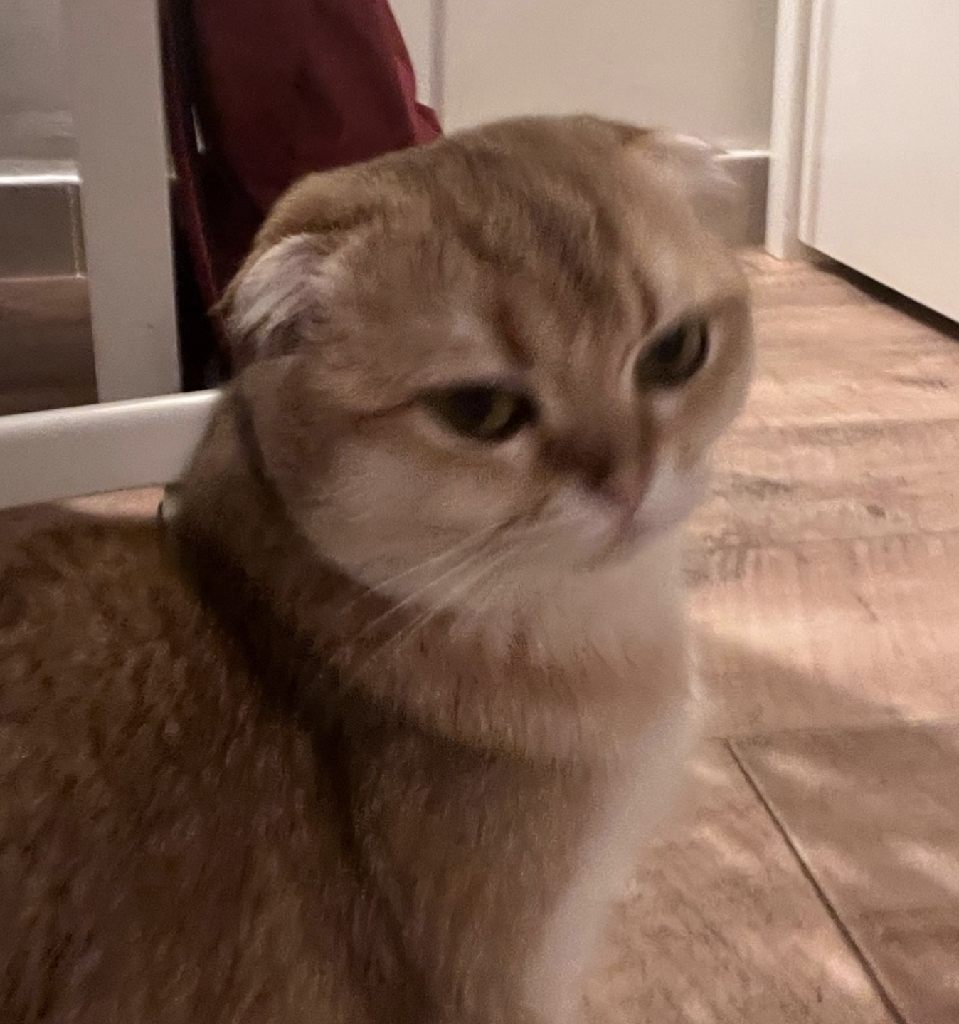 Luna the cat