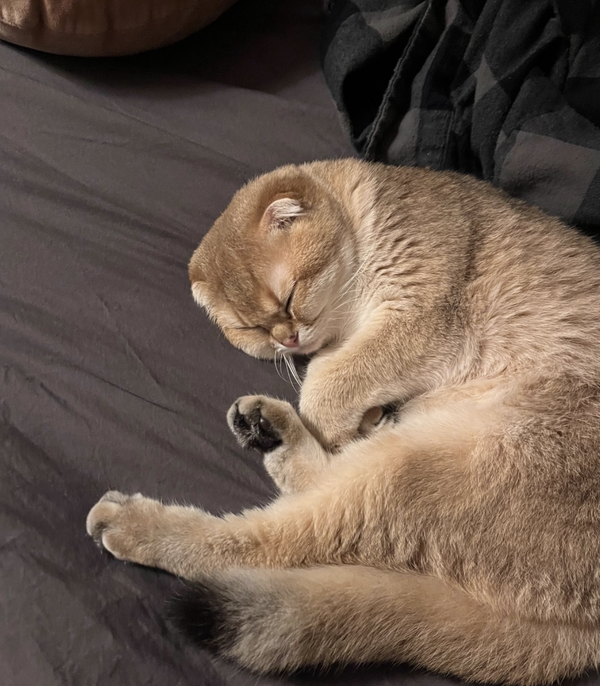 Luna the cat