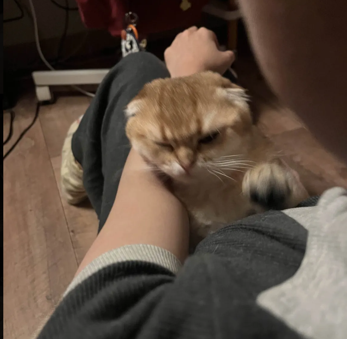 Luna the cat