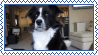 border Collie stamp