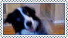 border Collie stamp
