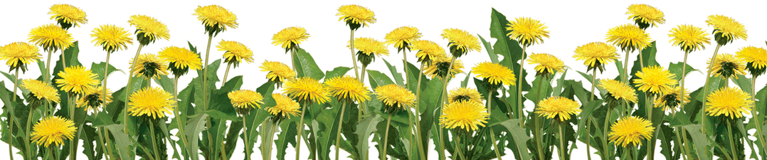 Dandelions