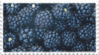 BlackBerries