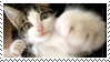 CatPunch
