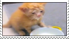 KittenDunkedInMilk