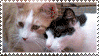 MEOWCatCompliation