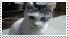 OMG!!Cat