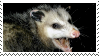 Opposum