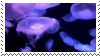 PurpleJellyfish
