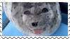 SealHappy