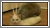 Snat(Snail-Cat)