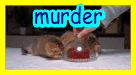 murderKittensEatingMeat