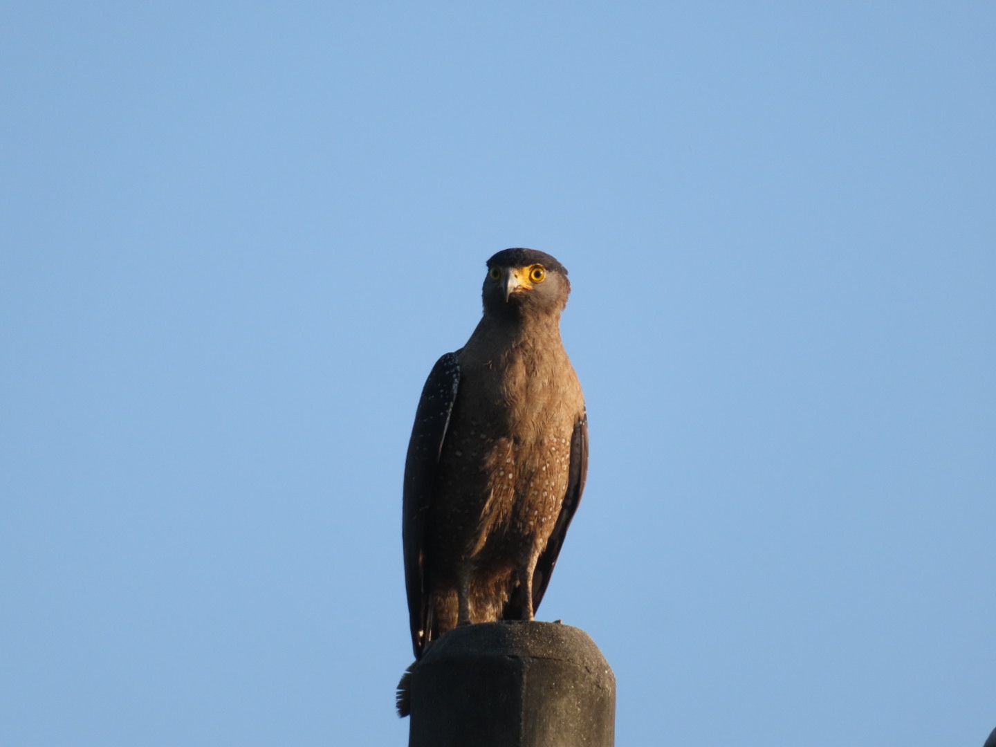 Brown eagle perched on a pole