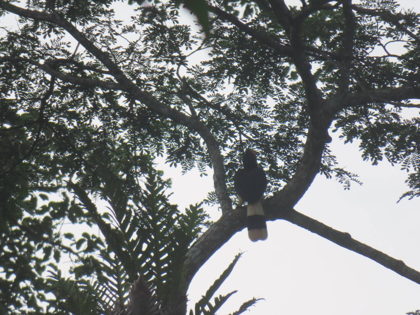 Hornbill Rhinoceros hornbill on a branch, back facing viewer