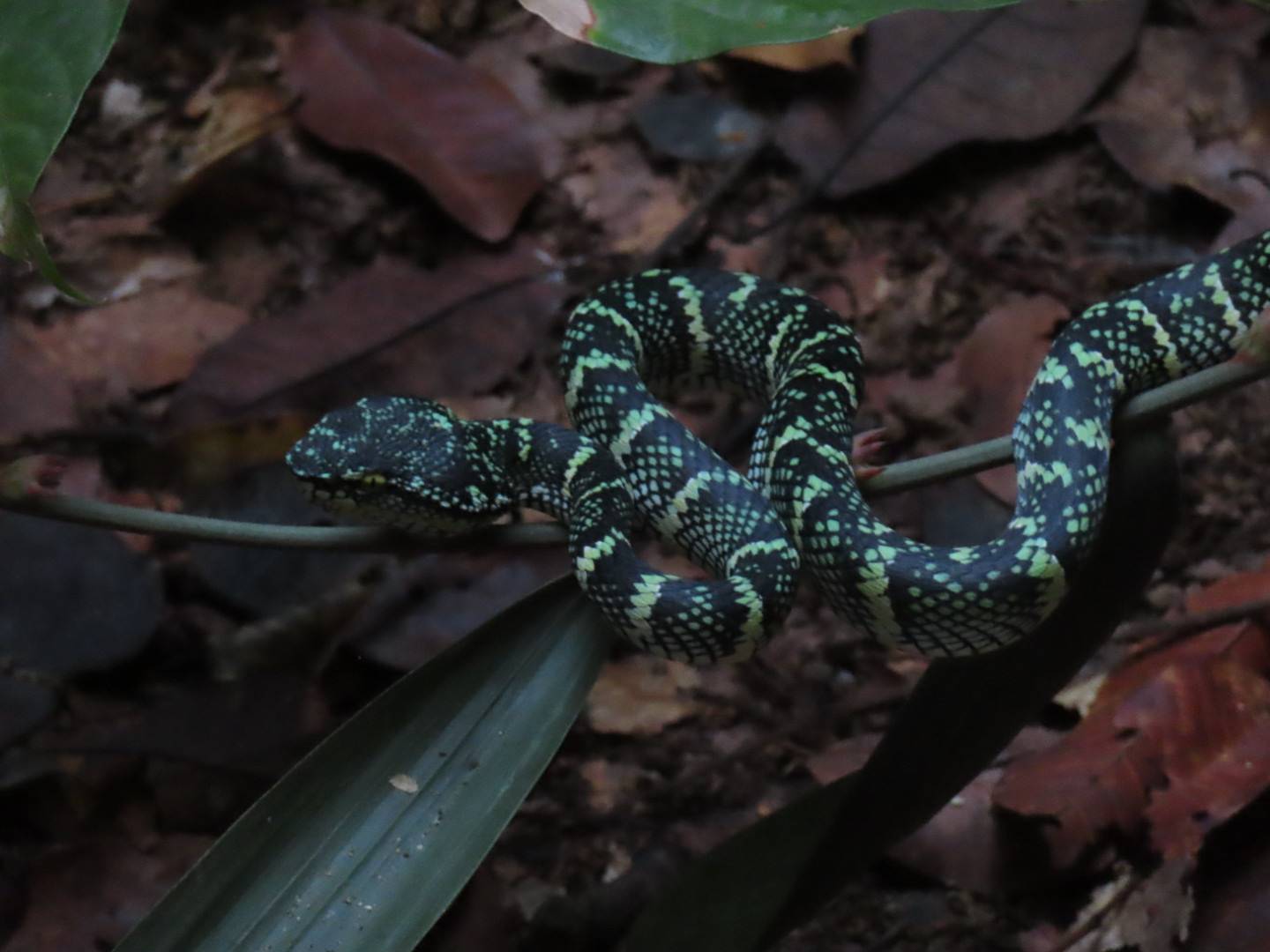 Wagler's Pit Viper Green and white striped snake with pointed head