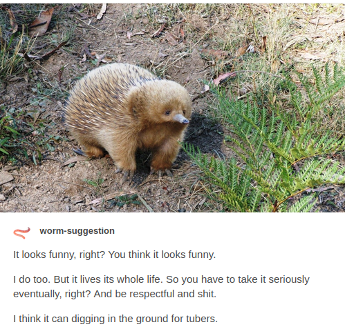 tumblr post by user worm-suggestion; it is a picture of an echidna with the caption 'It looks funny, right? You think it looks funny. I do too. But it lives its whole life. So you have to take it seriously eventually, right? And be respectful and shit. I think it can digging in the ground for tubers.'