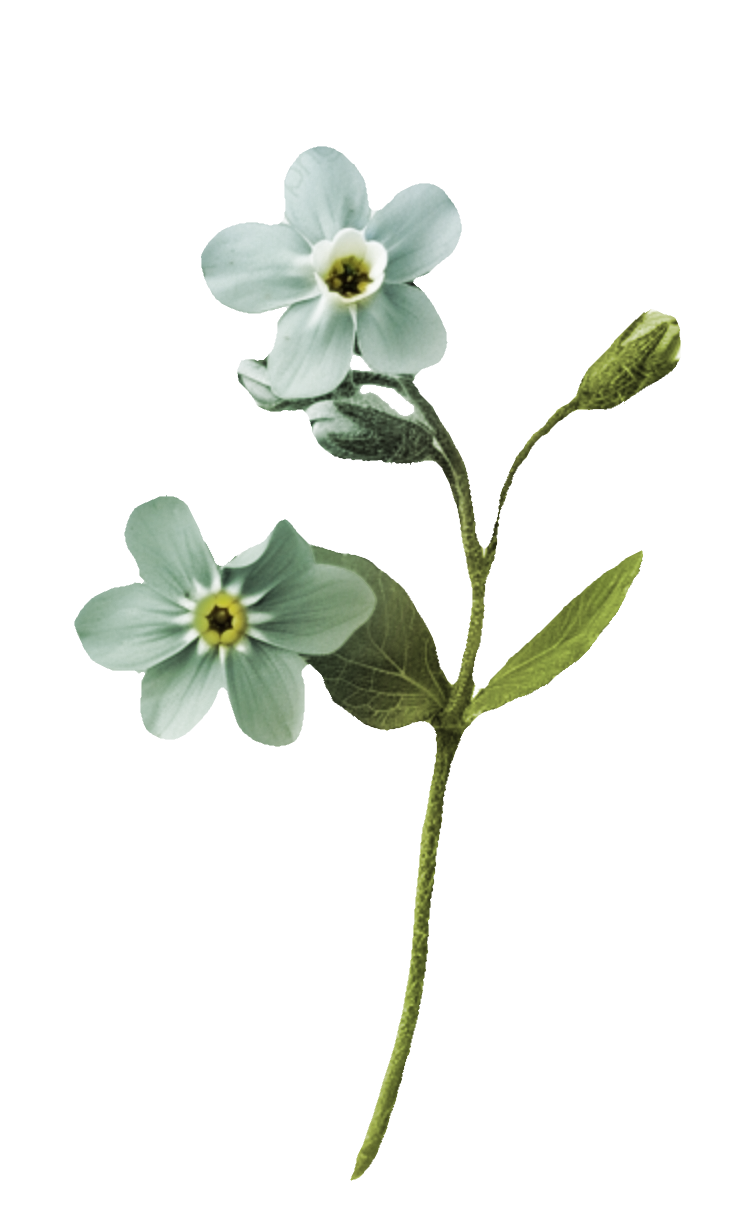 decor: flower