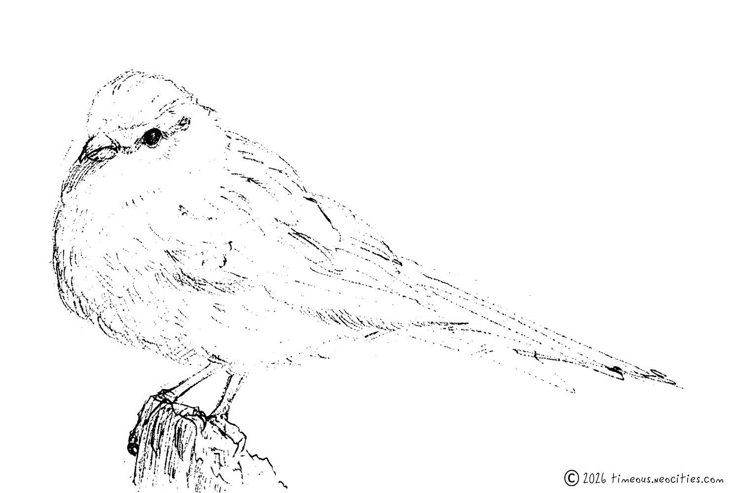 'Sparrow Study 1'<br>If I do it right, these little guys come out cute as hell. Pen.