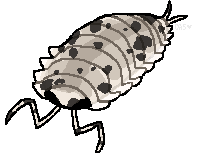 Tiger the isopod!!
