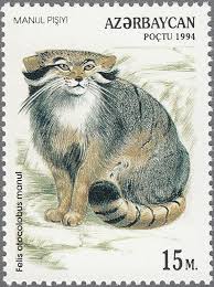Azerbaijan Manul