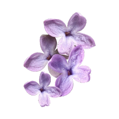 lilacs :3