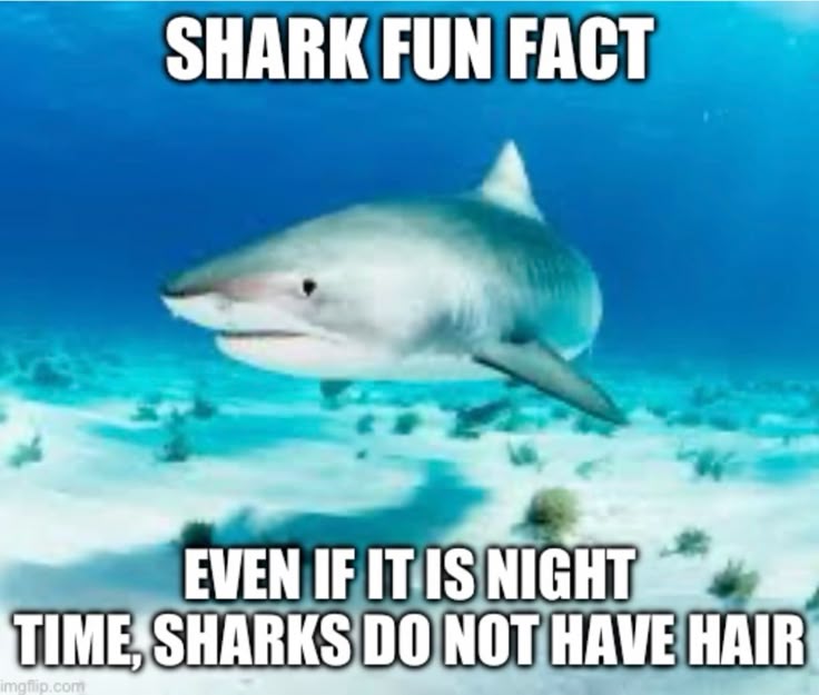 Shark%20fun%20fact%20%2317.jpeg