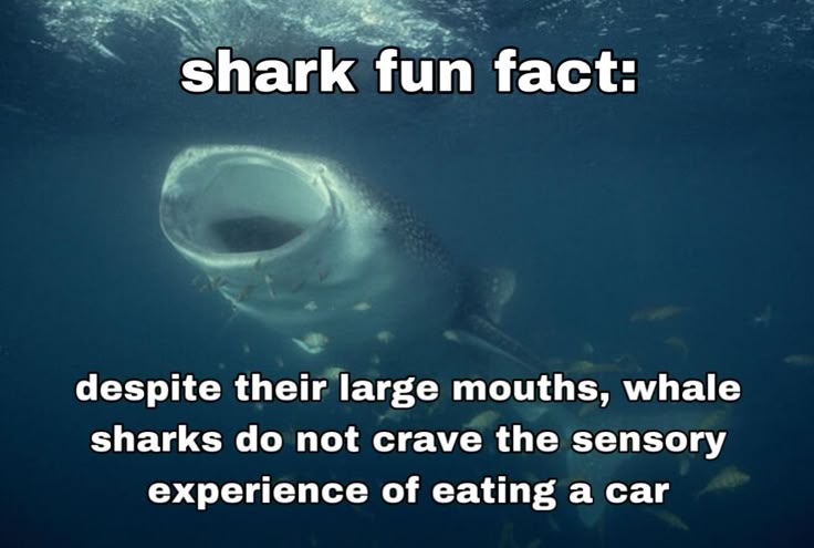 shark%20fun%20fact%20%2315%20_%20by%20cl