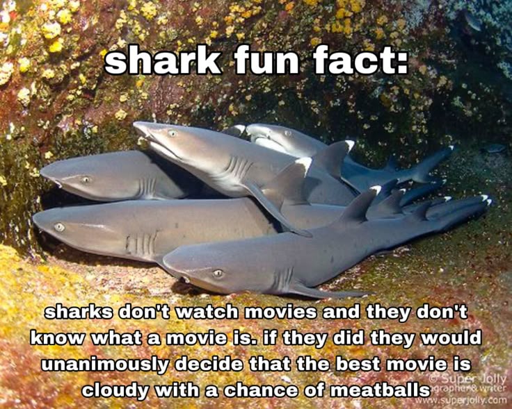 shark%20fun%20fact%20%237%20_%20by%20cla