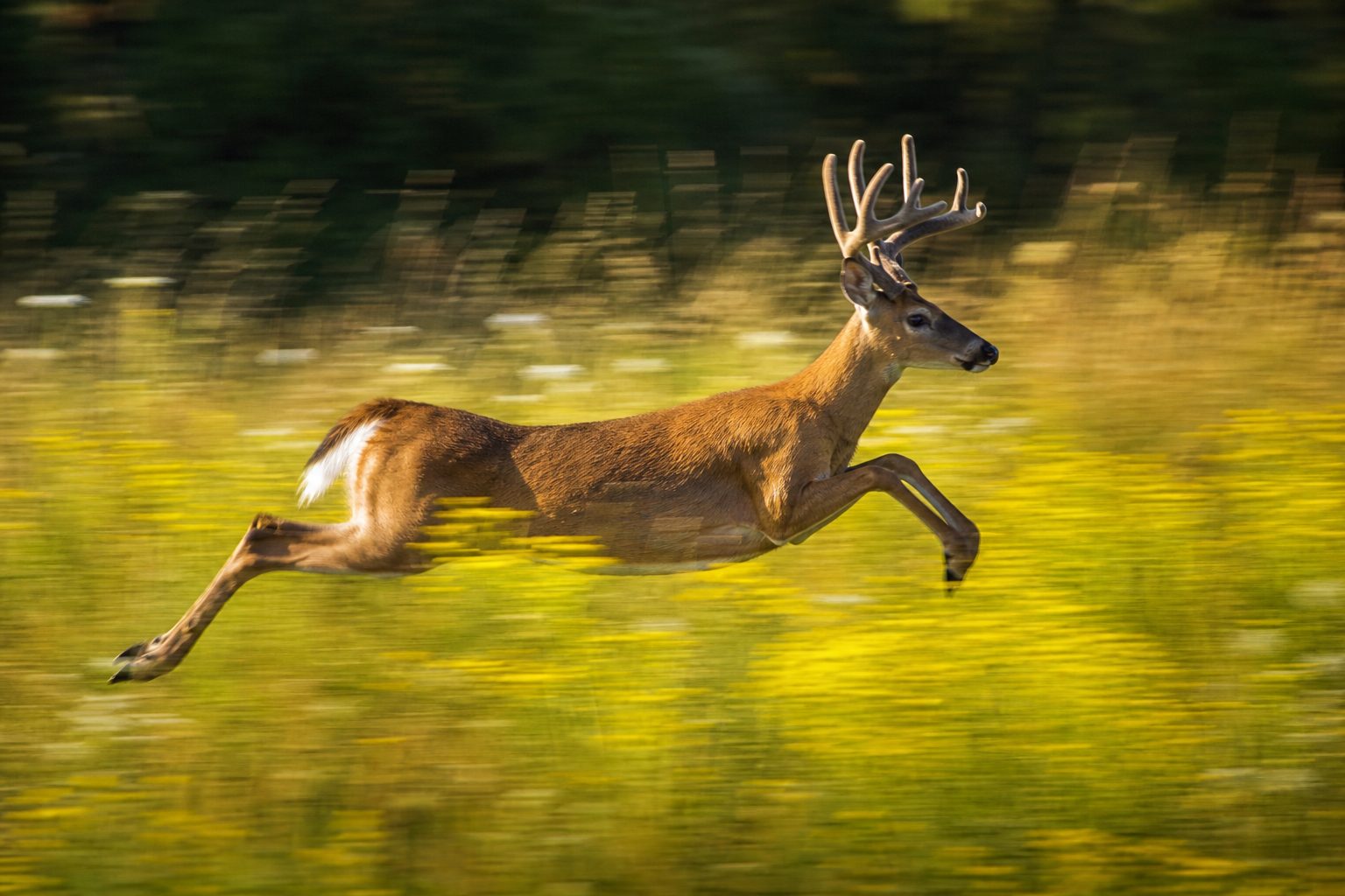 Buck Leaping Through Golden Meadow