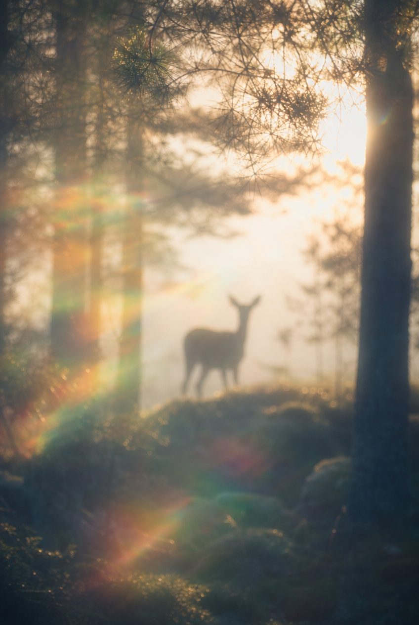 Ethereal Morning Light in Pine Forest