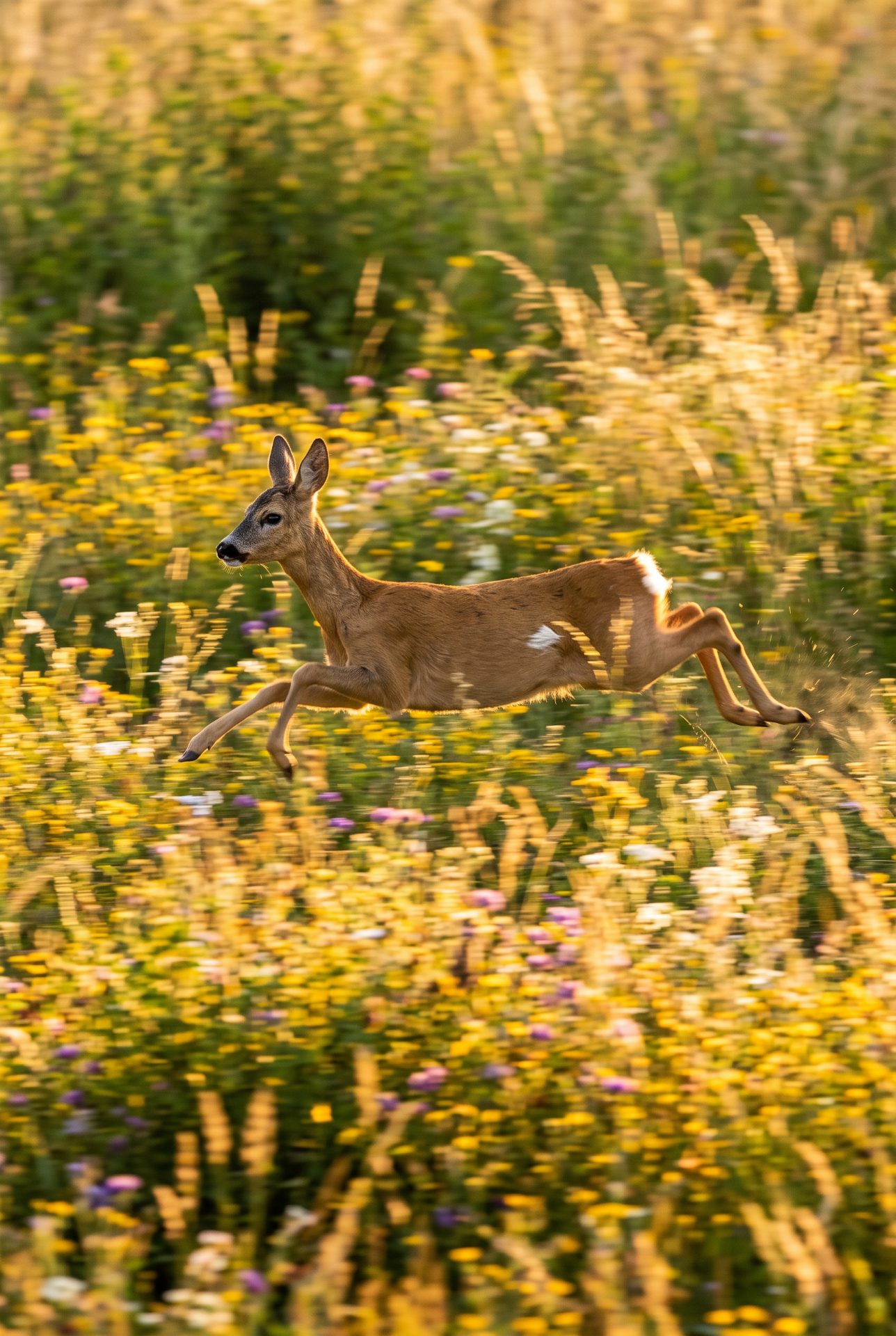 Roe Deer Leaping in Golden Light