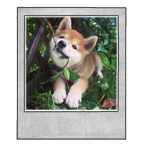 shiba
