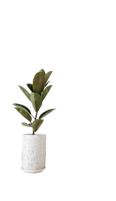 houseplant