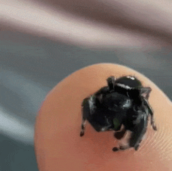Felix cleaning on of his legs, and then bringing down his fangs from out of his mouth to clean them with his pedipalps, as well as his mandibles. He is perched on my finger.