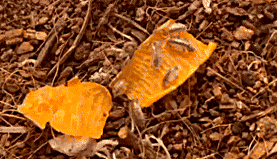 A crunchy gif of some tiny white and black-speckled baby isopods waving their antennae as they eat and crawl over a carrot. In the background is brown substrate.