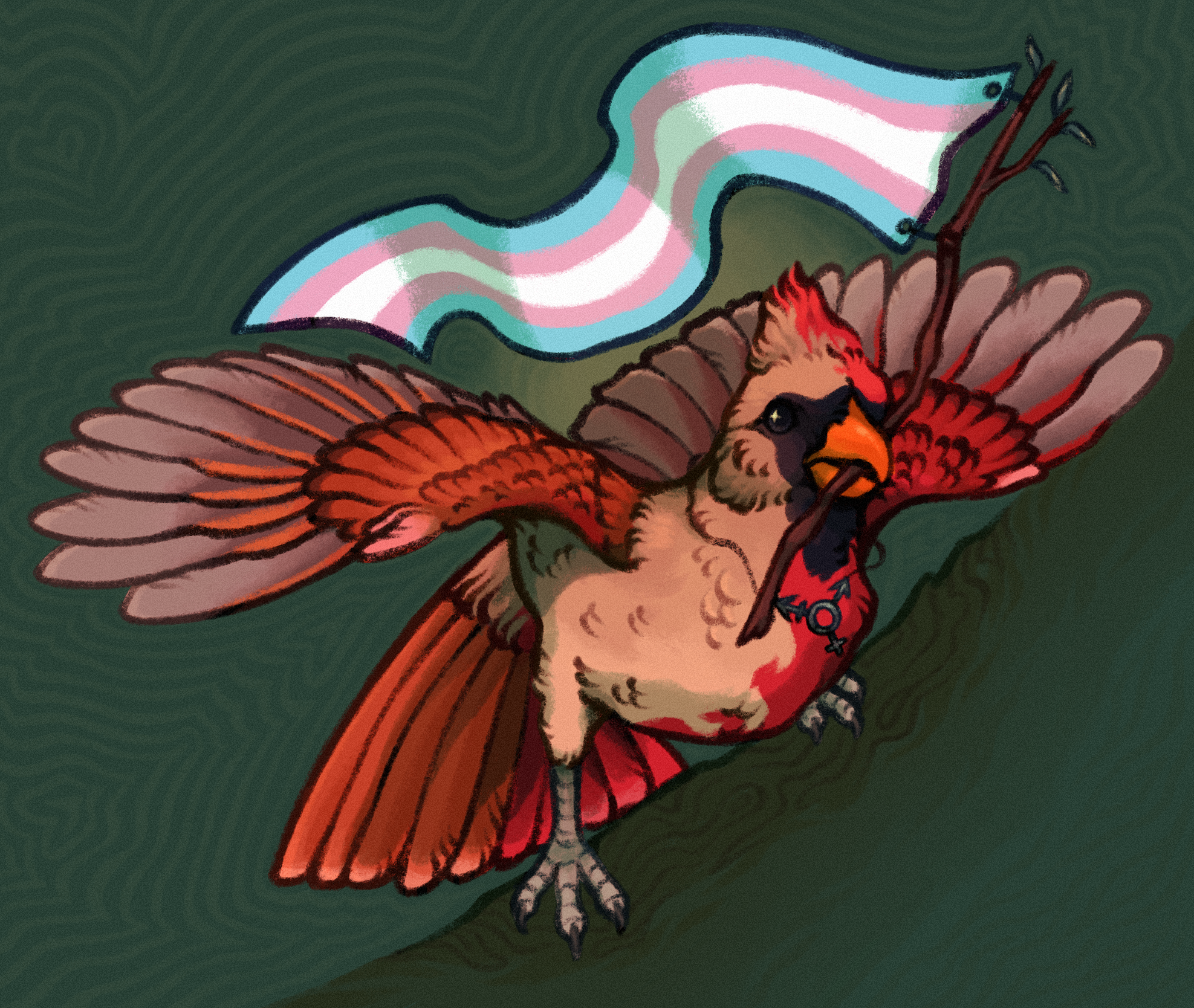 Drawing of a bilateral gynandromorph northern cardinal