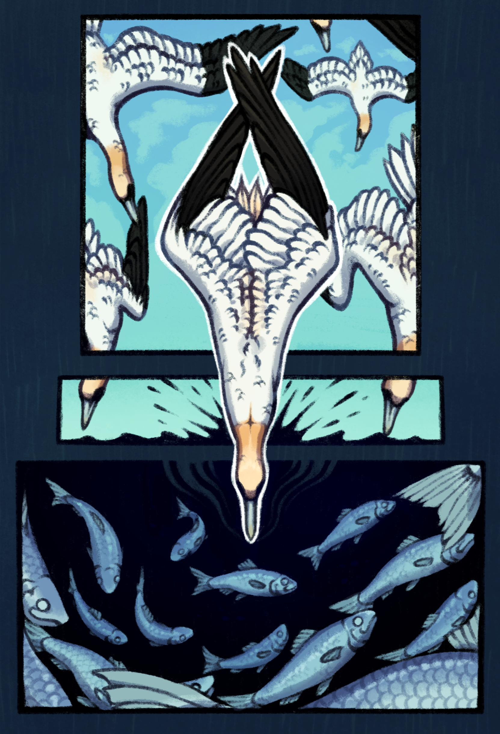 drawing of foraging northern gannets