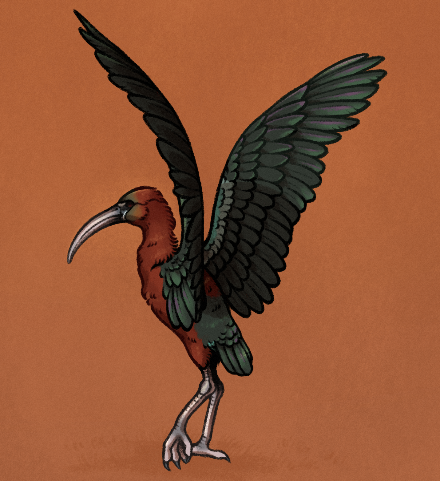 drawing of a glossy ibis