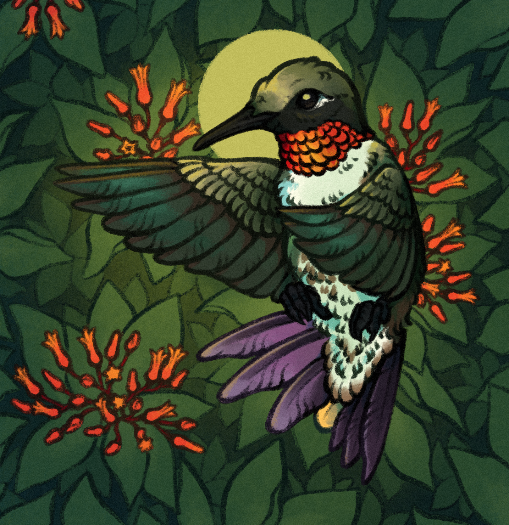 drawing of a ruby-throated hummingbird