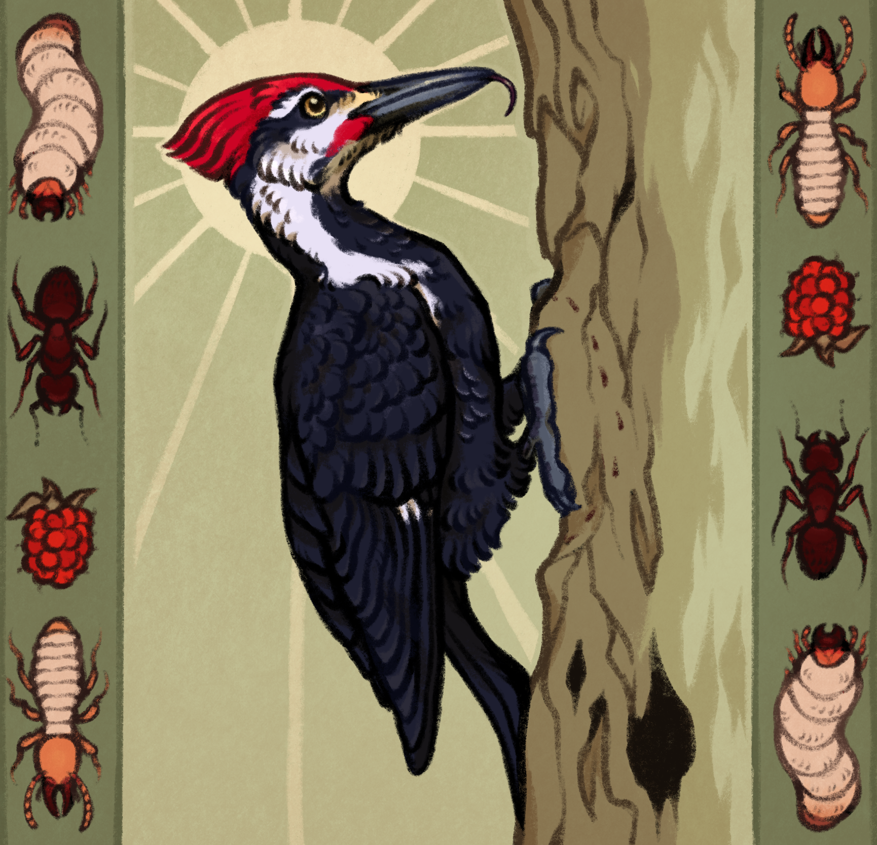 drawing of a pileated woodpecker