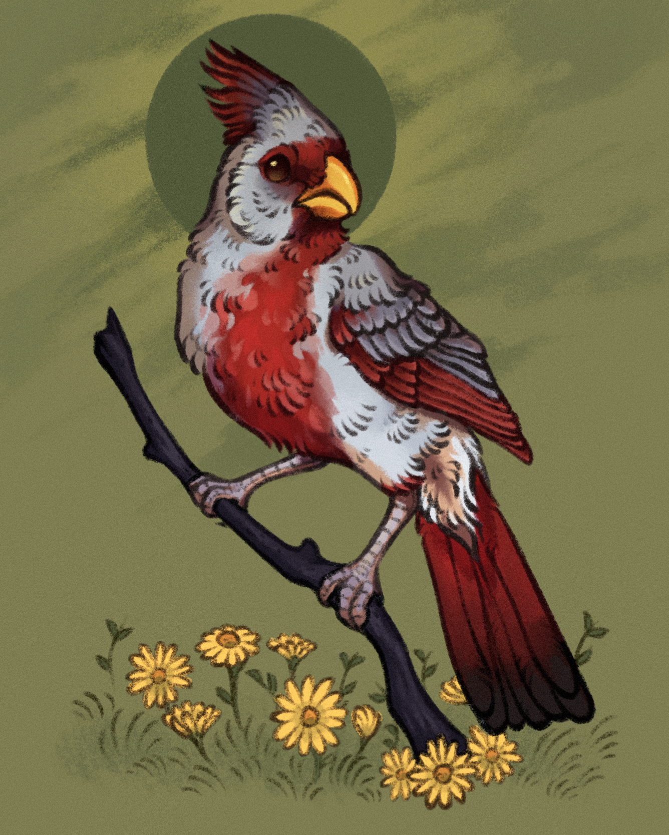 drawing of a prryhuloxia