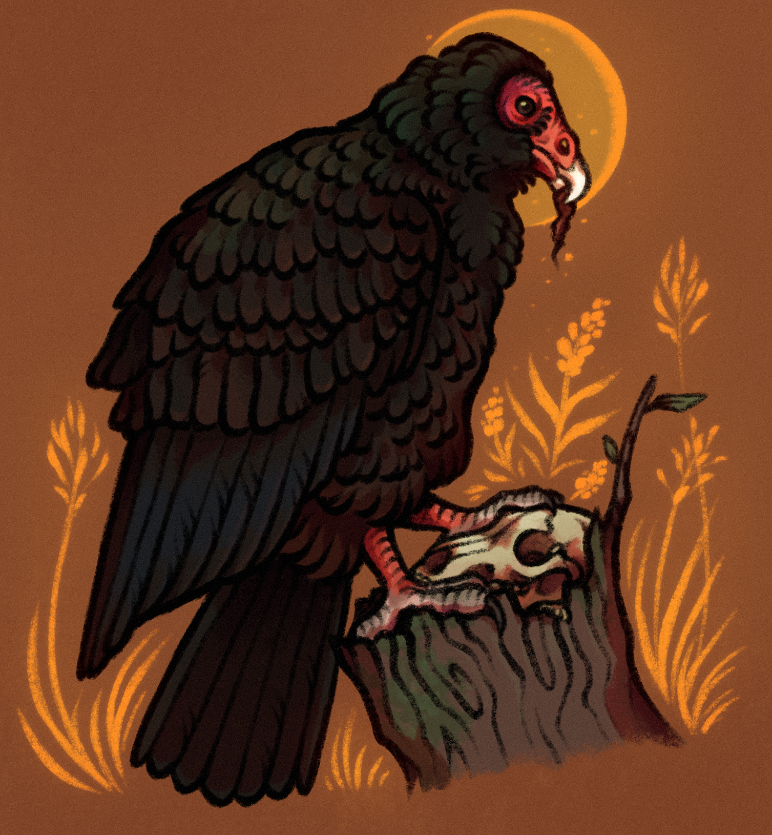 drawing of a turkey vulture