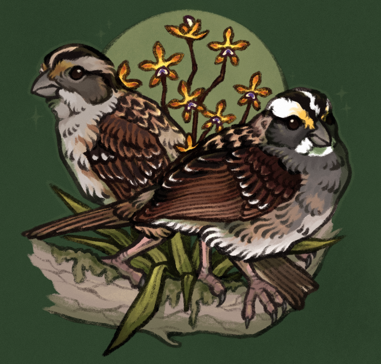 Drawing of white-throated sparrows
