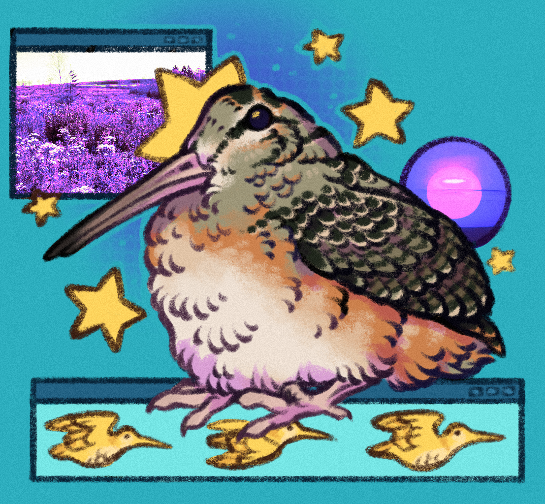drawing of a american woodcock