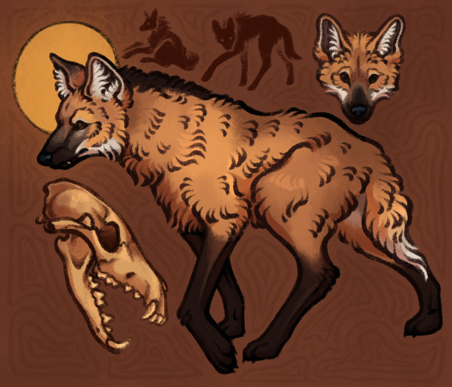 a drawing of a maned wolf